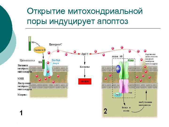 Открытие митохондриальной поры индуцирует апоптоз 