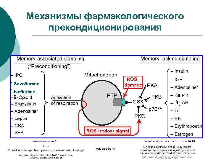 Механизмы фармакологического прекондиционирования ROS damage Sevoflurane Isoflurane d b ROS (redox) signal , 1535