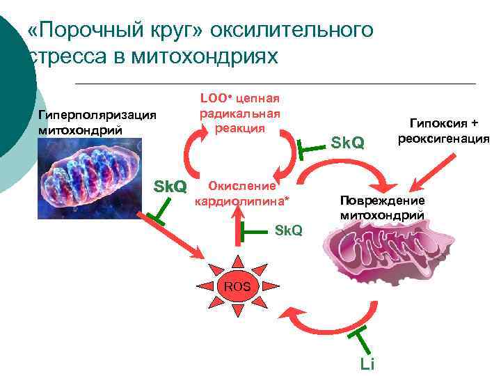 Гипоксия клеток. Митохондрии окислительный стресс. Схема процессов в митохондриях. Поврежденная митохондрия. Повреждение митохондрий.