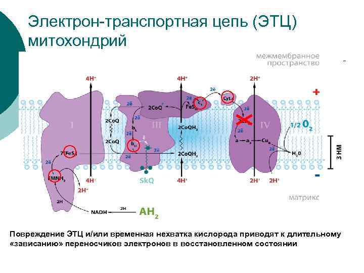 Электрон-транспортная цепь (ЭТЦ) митохондрий Повреждение ЭТЦ и/или временная нехватка кислорода приводят к длительному «зависанию»