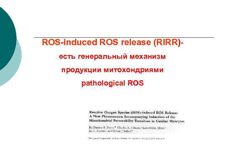 ROS-induced ROS release (RIRR)есть генеральный механизм продукции митохондриями pathological ROS 