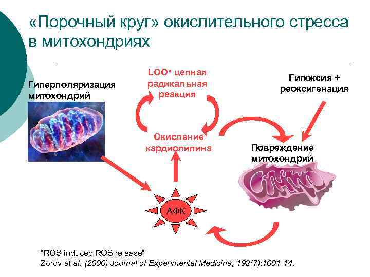  «Порочный круг» окислительного стресса в митохондриях Гиперполяризация митохондрий LOO● цепная радикальная реакция Окисление