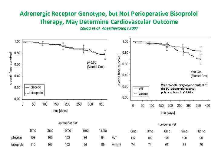 Adrenergic Receptor Genotype, but Not Perioperative Bisoprolol Therapy, May Determine Cardiovascular Outcome Zaugg et