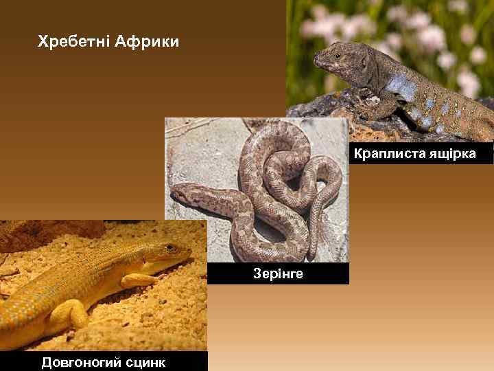 Хребетні Африки Краплиста ящірка Зерінге Довгоногий сцинк 