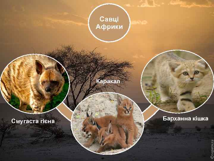 Савці Африки Каракал Смугаста гієна Барханна кішка 