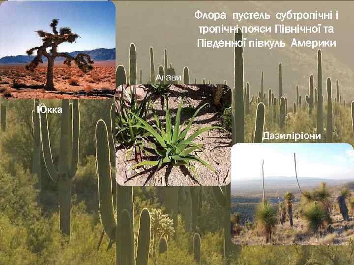 Флора пустель субтропічні і тропічні пояси Північної та Південної півкуль Америки Агави Юкка Дазиліріони