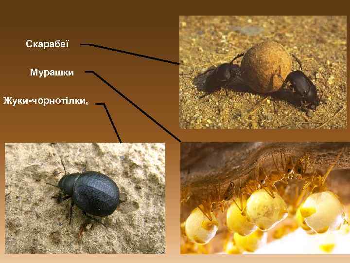 Скарабеї Мурашки Жуки-чорнотілки, 