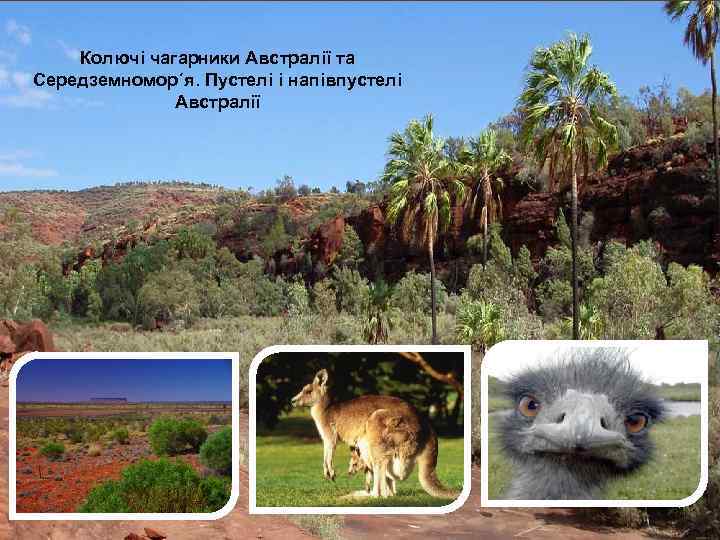 Колючі чагарники Австралії та Середземномор´я. Пустелі і напівпустелі Австралії 