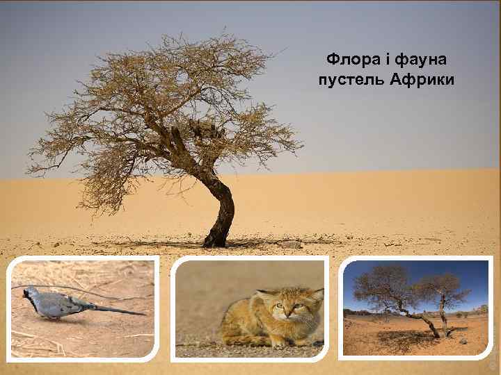 Флора і фауна пустель Африки 