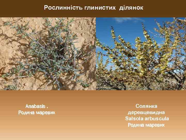 Рослинність глинистих ділянок Anabasis. Родина маревих Cолянка деревцевидна Salsola arbuscula Родина маревих 