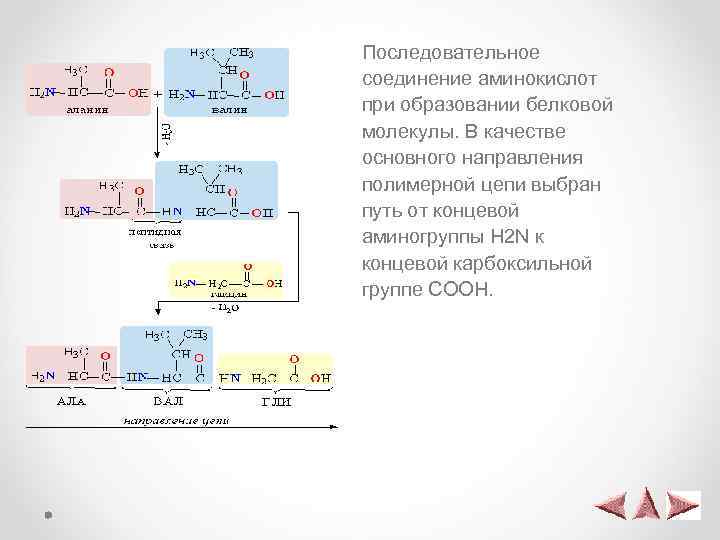 Последовательное соединение аминокислот при образовании белковой молекулы. В качестве основного направления полимерной цепи выбран