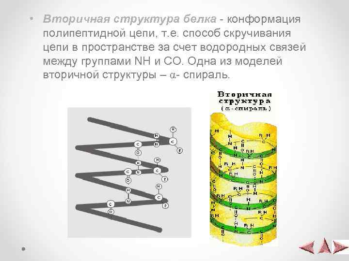  • Вторичная структура белка - конформация полипептидной цепи, т. е. способ скручивания цепи