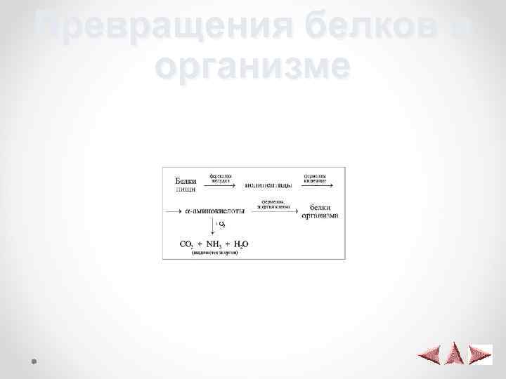 Превращения белков в организме 