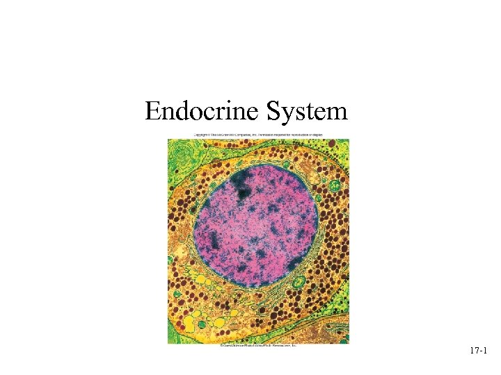 Endocrine System 17 -1 