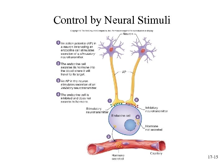 Control by Neural Stimuli 17 -15 