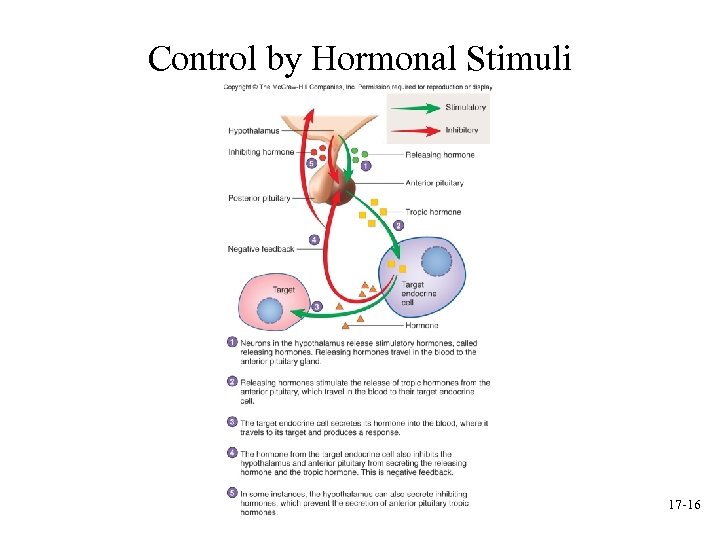 Control by Hormonal Stimuli 17 -16 