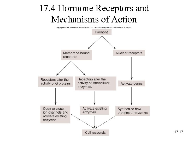 17. 4 Hormone Receptors and Mechanisms of Action 17 -17 