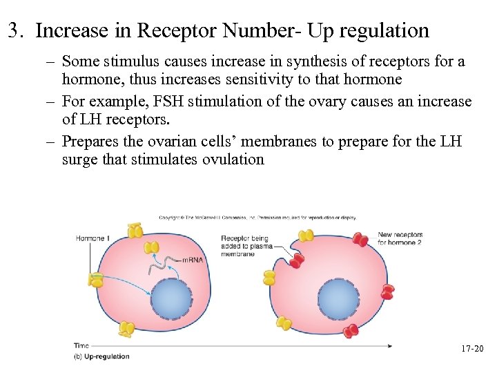 3. Increase in Receptor Number- Up regulation – Some stimulus causes increase in synthesis