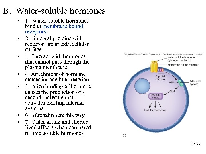 B. Water-soluble hormones • 1. Water-soluble hormones bind to membrane-bound receptors • 2. integral