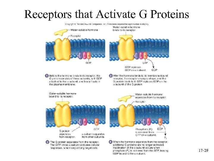 Receptors that Activate G Proteins 17 -29 
