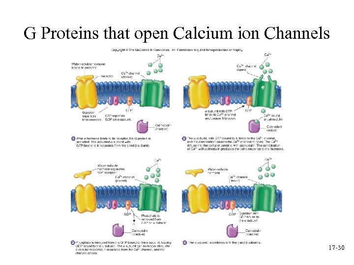 G Proteins that open Calcium ion Channels 17 -30 