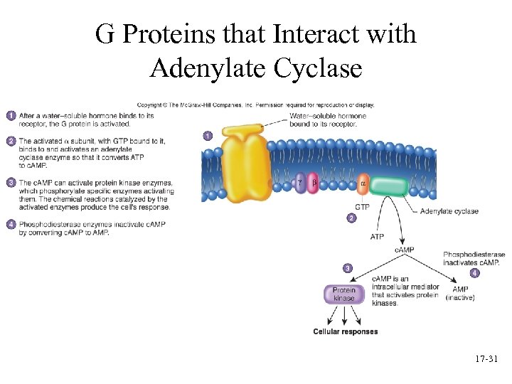 G Proteins that Interact with Adenylate Cyclase 17 -31 