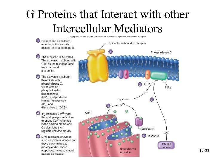 G Proteins that Interact with other Intercellular Mediators 17 -32 