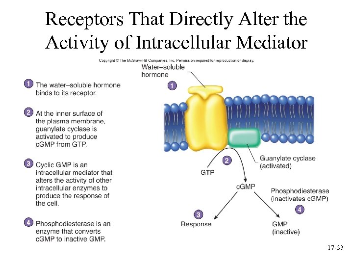 Receptors That Directly Alter the Activity of Intracellular Mediator 17 -33 