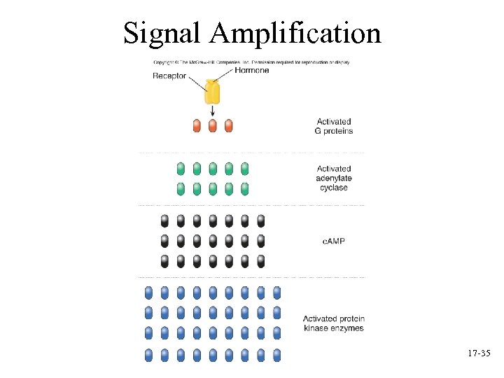 Signal Amplification 17 -35 