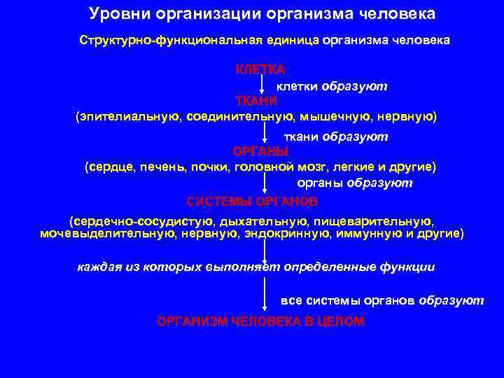 Перечислите уровни организации организма