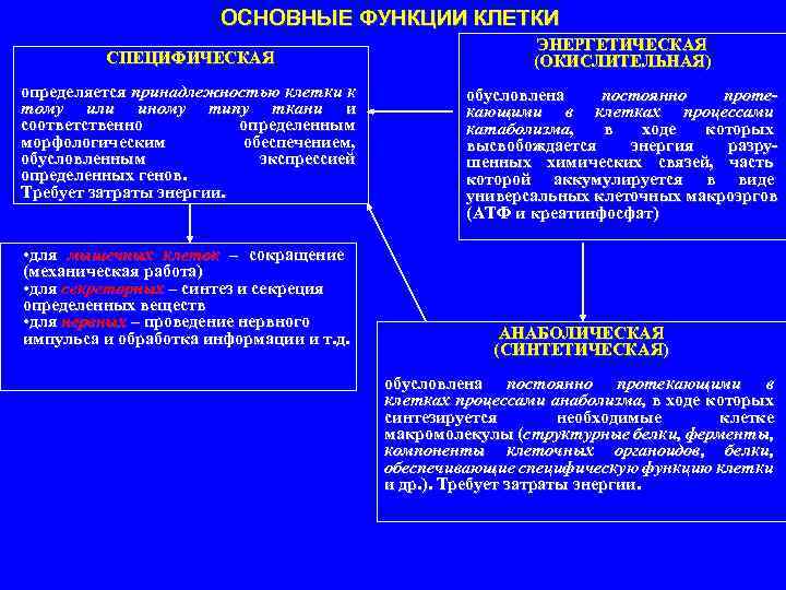 ОСНОВНЫЕ ФУНКЦИИ КЛЕТКИ СПЕЦИФИЧЕСКАЯ определяется принадлежностью клетки к тому или иному типу ткани и