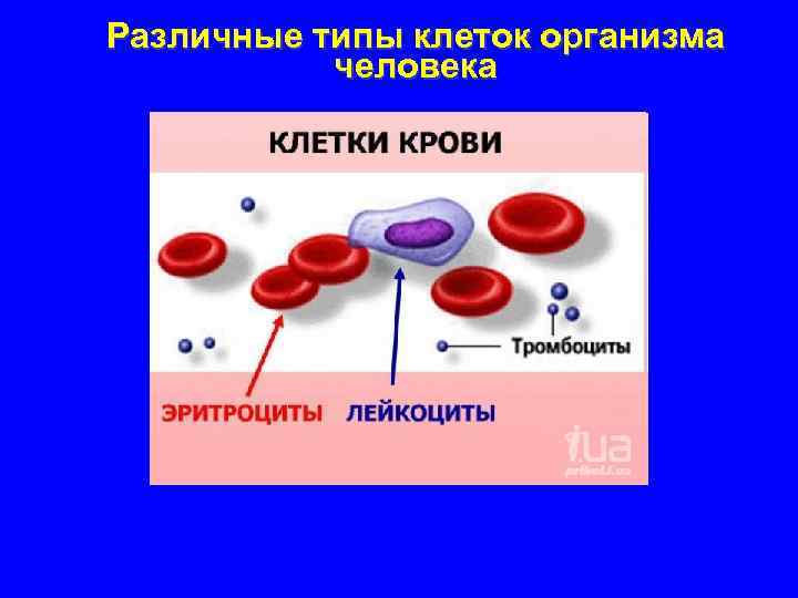 Различные типы клеток организма человека 