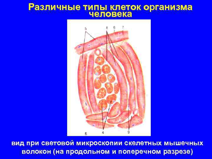 Различные типы клеток организма человека вид при световой микроскопии скелетных мышечных волокон (на продольном