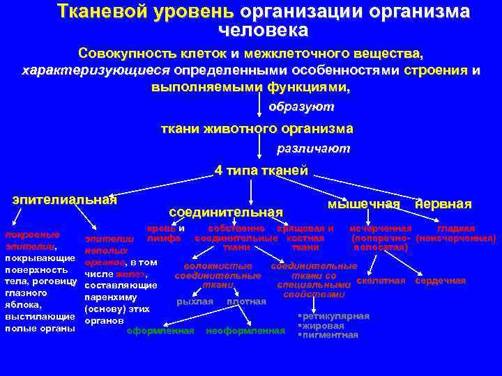 Уровни организации организма