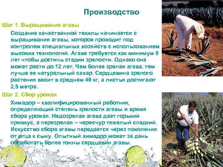 Производство Шаг 1. Выращивание агавы Создание качественной текилы начинается с выращивания агавы, которое проходит