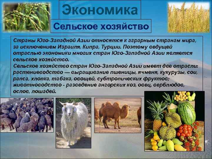 Экономика Сельское хозяйство Страны Юго-Западной Азии относятся к аграрным странам мира, за исключением Израиля,