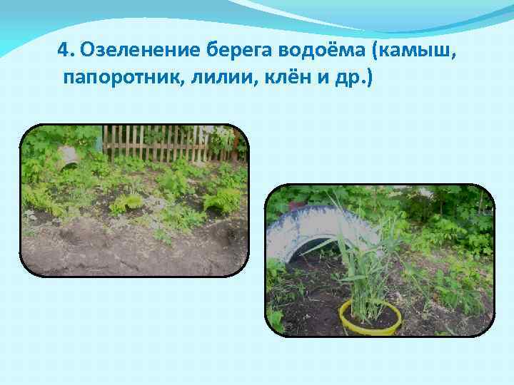 4. Озеленение берега водоёма (камыш, папоротник, лилии, клён и др. ) 