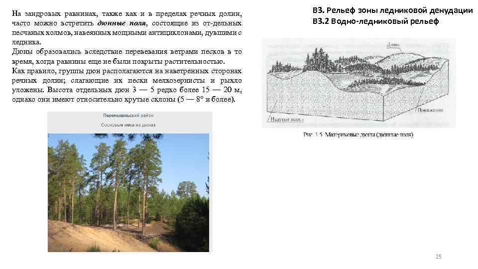 На зандровых равнинах, также как и в пределах речных долин, часто можно встретить дюнные