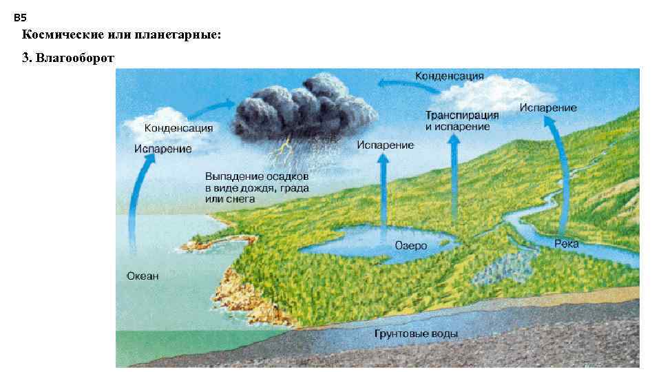 В 5 Космические или планетарные: 3. Влагооборот Константинова Т. В. caltha@list. ru 54 