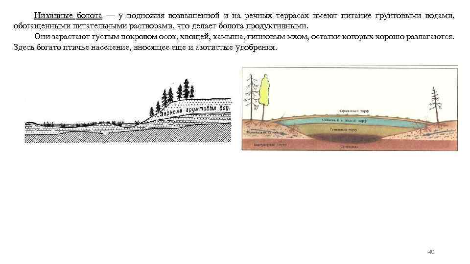 Низинные болота — у подножия возвышенной и на речных террасах имеют питание грунтовыми водами,