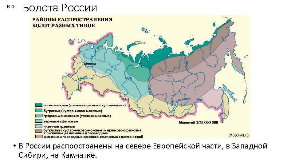 В-4 Болота России • В России распространены на севере Европейской части, в Западной Сибири,