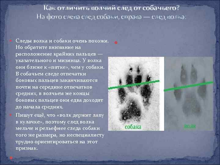 Как отличить волчий след от собачьего? На фото слева след собаки, справа — след