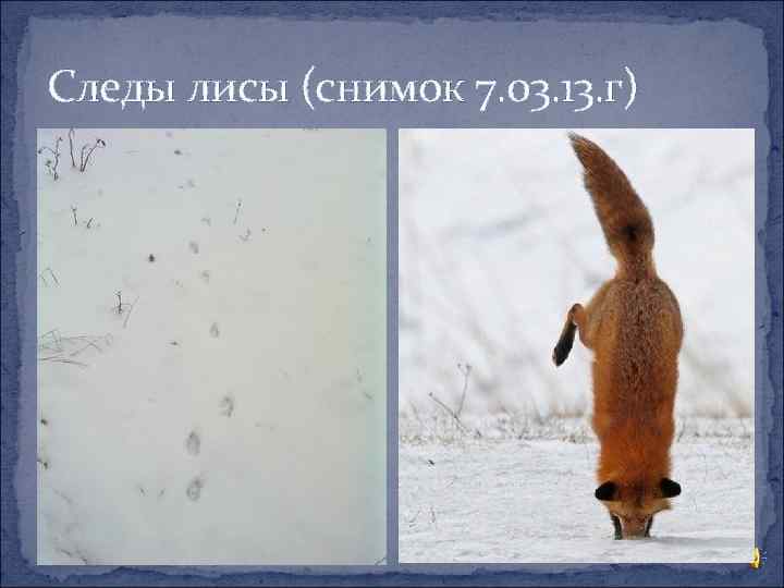 Следы лисы (снимок 7. 03. 13. г) 