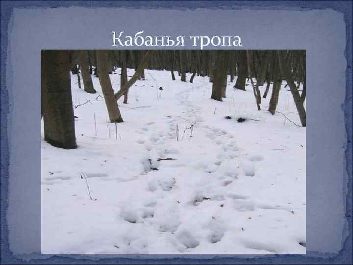 Кабанья тропа 
