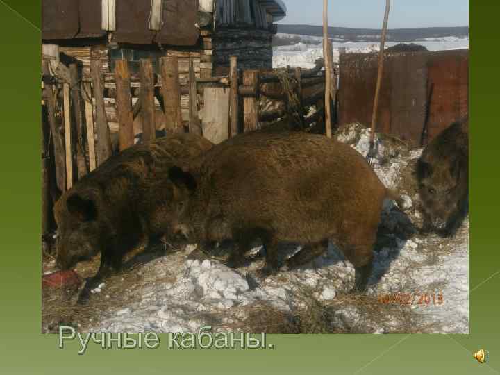 Ручные кабаны. 