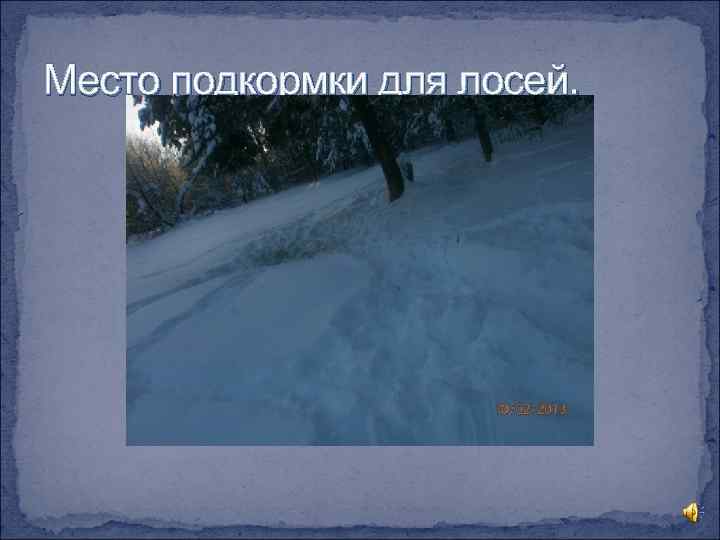 Место подкормки для лосей. 
