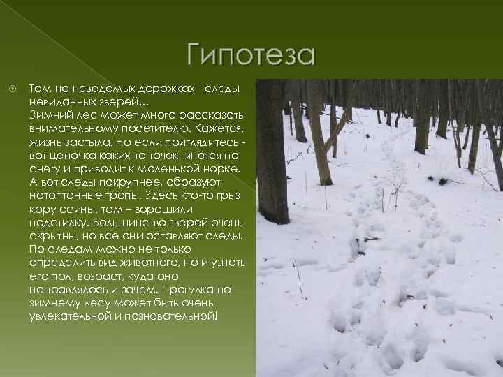 Гипотеза Там на неведомых дорожках - следы невиданных зверей… Зимний лес может много рассказать