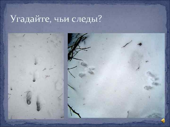 Угадайте, чьи следы? 