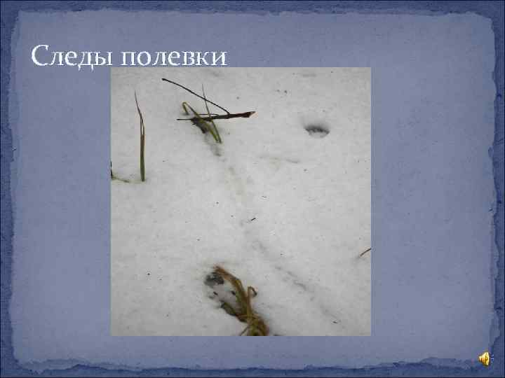 Следы полевки 