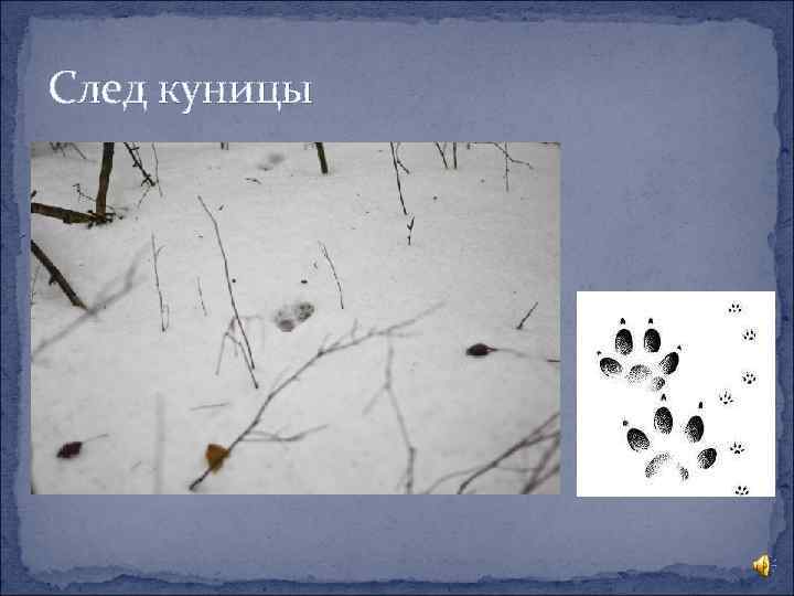 След куницы 